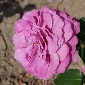 Meet your Posher, Charlene